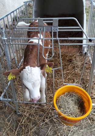 kaelbchen in der box